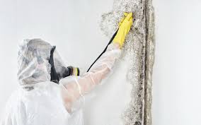 Best Mold Documentation for Insurance Claims  in South Apopka, FL